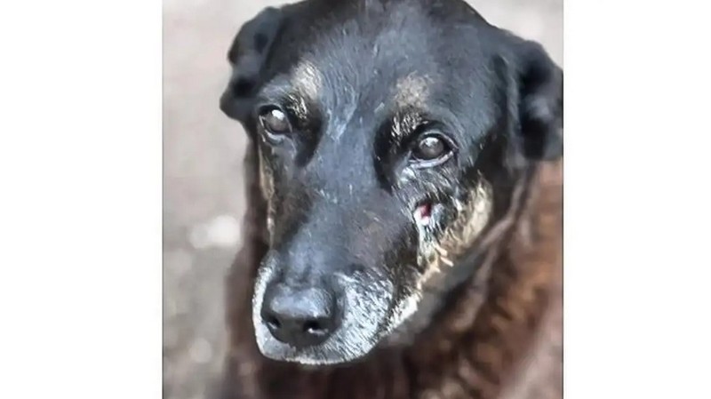 LTC Viagens rompe com hotéis após repercussão da morte do cachorro Orelha