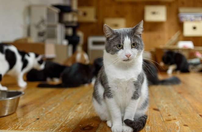 Justiça determina retirada de mais de 100 gatos de imóvel após constatar risco sanitário